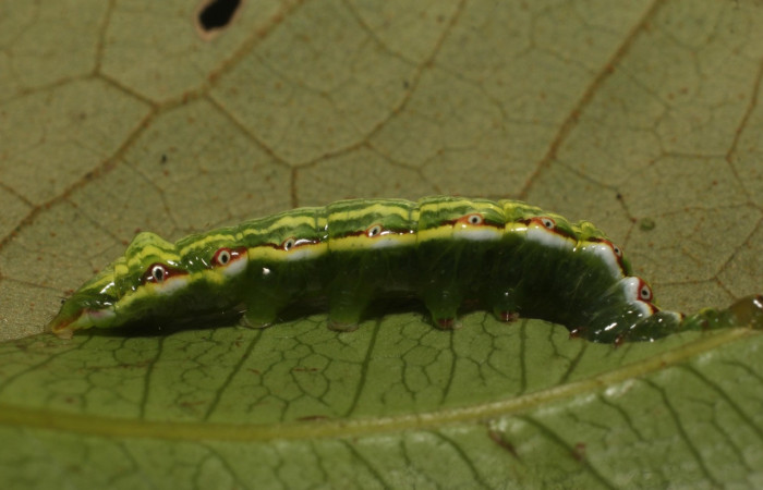 Fig. 5 Larva de <i>Disphragis</i> ligata</i> (Notodontidae), comiendo <i>Weinmannia wercklei (Cunoniaceae). Voucher: 22-SRNP-35670-DHJ793131.