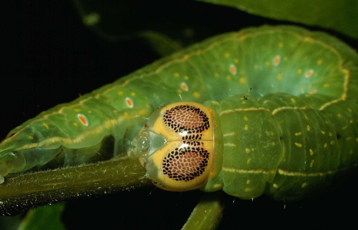 Fig. 18. Detalle cabeza en oruga  <i>Disphragis</i> onerosaDHJ01 (Notodontidae), cabeza con manchas en forma de ojos. Planta hospedera Sloanea terniflora  (Elaeocarpaceae). Voucher:95-SRNP-6131-DHJ23890.