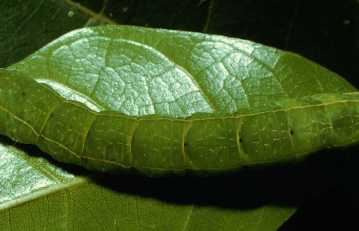 Fig. 17. Vista dorsal de oruga  <i>Disphragis</i> onerosaDHJ01 (Notodontidae), Planta hospedera Sloanea terniflora  (Elaeocarpaceae). Voucher:95-SRNP-6131-DHJ23902.