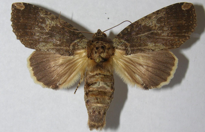 Fig. 21 Hembra de <i>Disphragis</i> onerosaDHJ01 (Notodontidae), en sus alas anteriores y posteriores presenta un color gris muy similar al macho, a diferencia del macho la hembra tiene un abdomen  más abultado. Voucher: 95-SRNP-7791-DHJ569486.