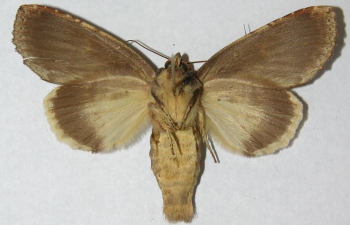 Fig. 22 Hembra de <i>Disphragis</i> onerosaDHJ01 (Notodontidae), vista ventral sus alas anteriores y posteriores presenta un color ideática al macho. Voucher: 95-SRNP-7791-DHJ569487.