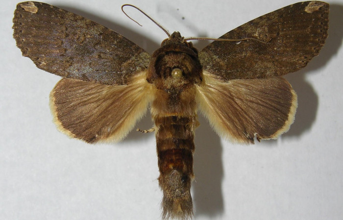 Fig. 19 Macho de <i>Disphragis</i> onerosaDHJ01 (Notodontidae), en sus alas anteriores presenta un color gris con una pequeña mancha beige en su ápice en sus alas  posteriores un gris más claro Voucher: 97-SRNP-10300-DHJ569484.