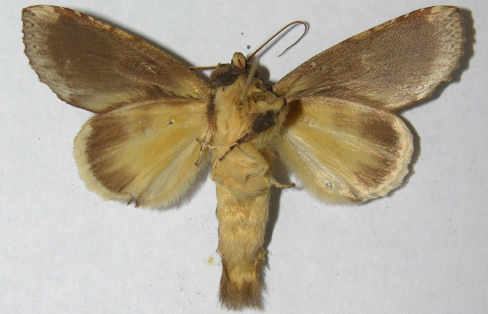 Fig. 20 Macho de <i>Disphragis</i> onerosaDHJ01 (Notodontidae), vista ventral, alas anteriores y posteriores con coloración gris más claro Voucher: 97-SRNP-10300-DHJ569485.