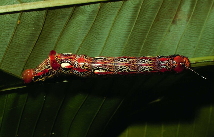 Fig. 3. Larva de <i>Disphragis perses</i> (Notodontidad), comiendo <i>Cespedesia spathulata</i> (Ochnaceae). Voucher: 02-SRNP-6331-DHJ64893.