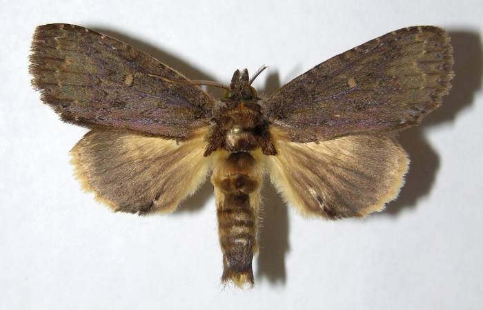 Fig. 20. Adulto macho de <i>Disphragis</i> danalaDHJ04 (Notodontidae), en sus alas anteriores presenta un color café y en sus posteriores un café mas claro muy similar a las hembras. Voucher: 05-SRPN-48725-DHJ330864.