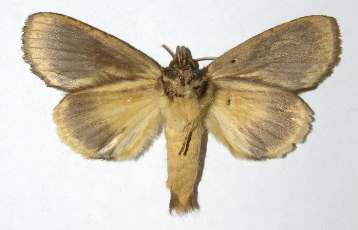 Fig. 20. Adulto macho de <i>Disphragis</i> danalaDHJ04 (Notodontidae), en sus alas anteriores presenta un color café y en sus posteriores un café mas claro muy similar a las hembras. Voucher: 05-SRPN-48725-DHJ330864.