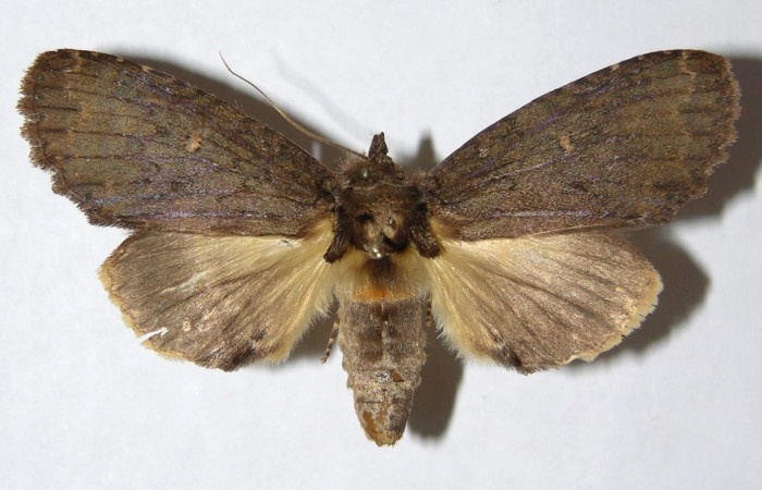 Fig. 20. Adulto macho de <i>Disphragis</i> danalaDHJ04 (Notodontidae), en sus alas anteriores presenta un color café y en sus posteriores un café mas claro muy similar a las hembras. Voucher: 05-SRPN-48725-DHJ330864.