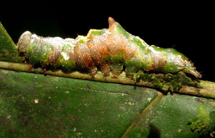 Fig. 1. Larva de <i>Disphragis</i> Janzen20 (Notodontidad), comiendo <i>Hieronyma alchorneoides</i> (Phyllanthaceae). Voucher: 07-SRNP-2311-DHJ425783.