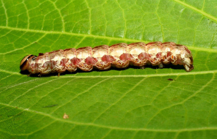 Fig. 19 Prepupa de <i>Disphragis</i> danalaDHJ04  (Notodontidad), vista lateral. Voucher: 09-SRNP-31083-DHJ458403.