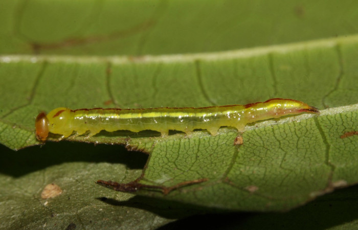 Fig. 7. Larva de <i>Disphragis</i> danalaDHJ04 (Notodontidad), en proceso de muda de su cabeza, Planta hospedera  <i>Sloanea faginea</i> (Elaeocarpaceae). Voucher: 16-SRNP-30165-DHJ729228.