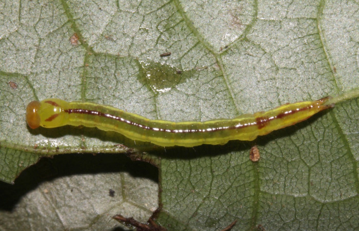Fig. 8 Larva de <i>Disphragis</i> danalaDHJ04 (Notodontidad), en proceso de muda de su cabeza, Planta hospedera  <i>Sloanea faginea</i> (Elaeocarpaceae). Voucher: 16-SRNP-30165-DHJ729229.