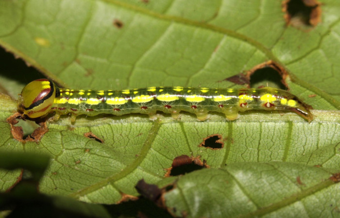 Fig. 9. Larva de <i>Disphragis</i> danalaDHJ04 (Notodontidad), Planta hospedera <i>Sloanea faginea</i> (Elaeocarpaceae), larva con manchas amarillas sobre su parte lateral. Voucher: 16-SRNP-30165-DHJ729232.