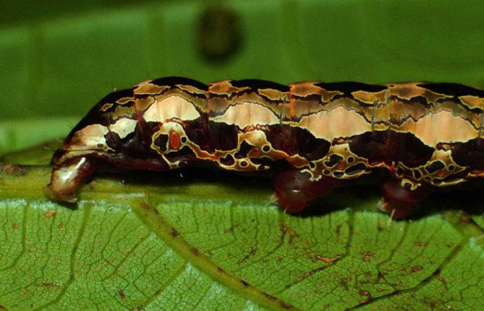 Fig. 15. Detalle de patrones y coloración posterior de <i>Disphragis</i> danalaDHJ04  (Notodontidad), Voucher: 99-SRNP-1151-DHJ50553.