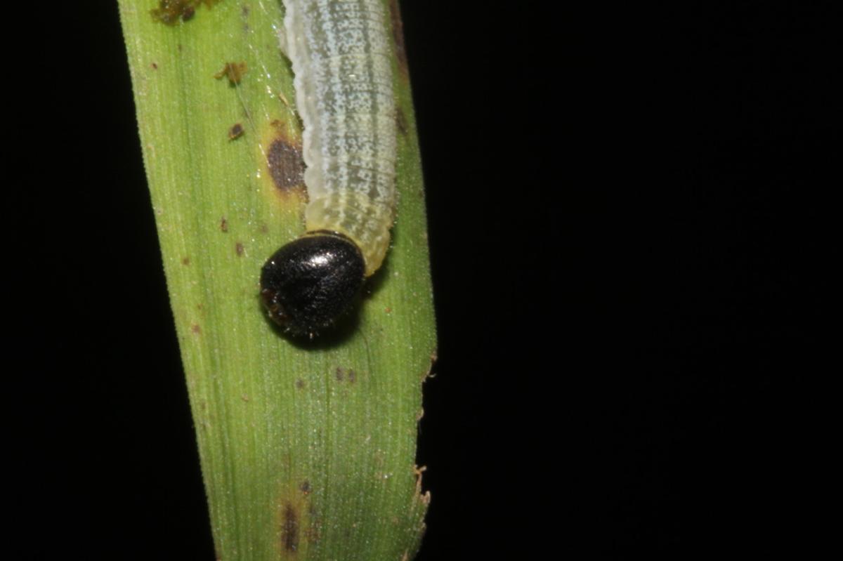 Cymaenes lumina (Hesperiidae) - Área de Conservación Guanacaste