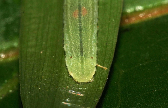 Figura 10. Larva <i>Cymaenes lumina</i> (Hesperiidae), color verde con rayas, en los laterales, dorso puntos color crema, posición parte trasera, mide 22 mm aproximadamente. Planta hospedera <i>Ischaemum timorense</i>, (Poaceae). Voucher: 11-SRNP-33687-DHJ485114.jpg.