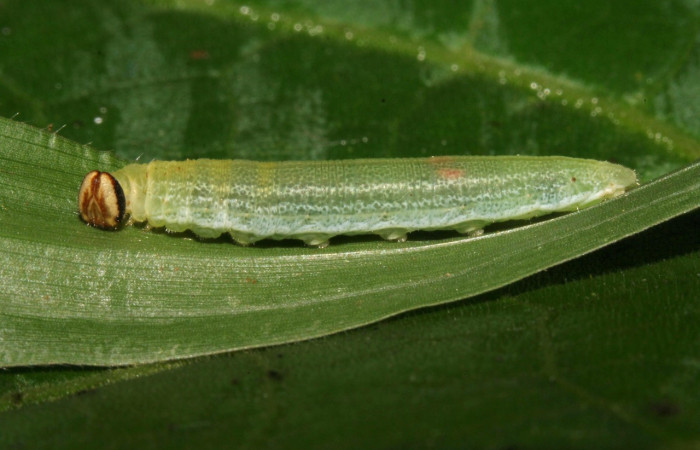 Figura 11. Larva <i>Cymaenes lumina</i> (Hesperiidae), color verde con rayas, en los laterales, dorso puntos color crema, posición lateral, mide 22 mm aproximadamente. Planta hospedera <i>Ischaemum timorense</i>, (Poaceae). Voucher: 11-SRNP-33687-DHJ485112.jpg.
