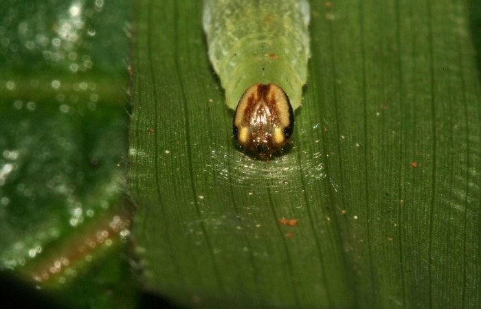 Figura 12. Larva <i>Cymaenes lumina</i> (Hesperiidae), color verde con rayas, posición frontal, mide 22 mm aproximadamente. Planta hospedera <i>Ischaemum timorense</i>, (Poaceae). Voucher: 11-SRNP-33687-DHJ485111.jpg.