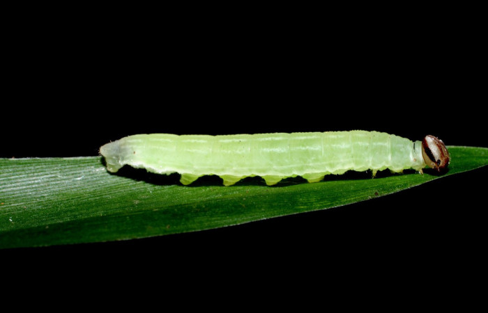 Figura 13. Larva en prepupa <i>Cymaenes lumina</i> (Hesperiidae), color verde fosforesente, posición lateral, mide 22 mm aproximadamente. Planta hospedera <i>Ischaemum timorense</i>, (Poaceae). Voucher: 08-SRNP-55872-DHJ444565.jpg.