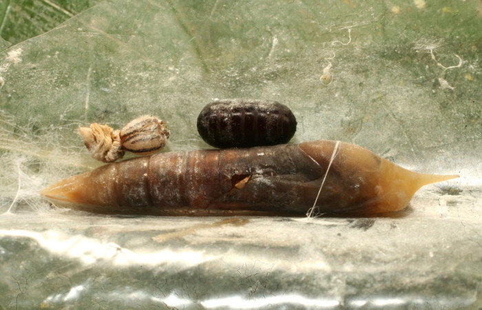 Figura 17. Larva en pupa parasitada <i>Cymaenes lumina</i> (Hesperiidae), color café claro. Voucher: 15-SRNP-75743-DHJ488205.jpg.