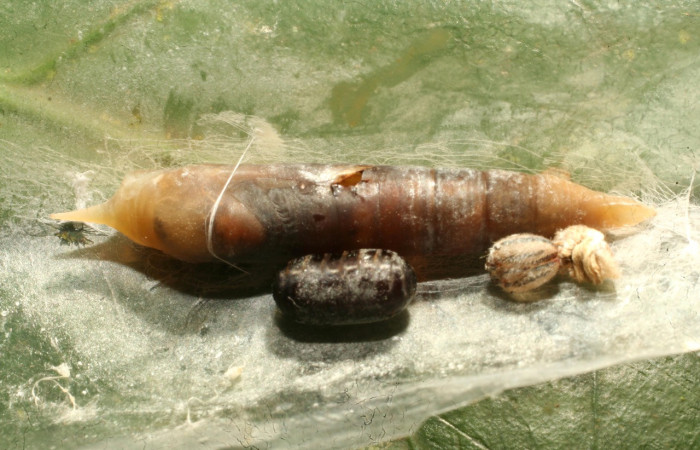 Figura 18. Larva en pupa parasitada <i>Cymaenes lumina</i> (Hesperiidae), color café claro. Voucher: 15-SRNP-75743-DHJ488207.jpg.
