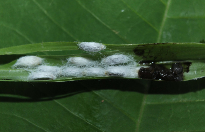 Figura 19. Capullos de parásito de avispas sin eclosionar de la familia (Braconidae), color blancos, posición normal, <i>Cymaenes lumina</i> (Hesperiidae). Voucher: 15-SRNP-72188-DHJ732115.jpg.