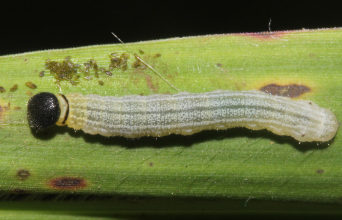 Figura 2. Larva <i>Cymaenes lumina</i> (Hesperiidae), color verde con rayas, en los laterales, dorso puntos color crema, posición dorsal, mide 11 mm aproximadamente. Planta hospedera <i>Ischaemum timorense</i>, (Poaceae). Voucher: 17-SRNP-40017-DHJ724916.jpg.
