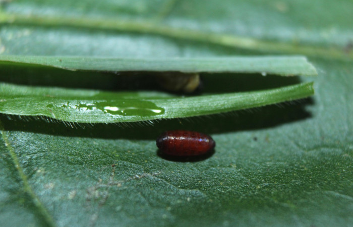 Figura 20. Pupario de parásito de moscas sin eclosionar de la familia (Tachinidae), color café, posición normal, <i>Cymaenes lumina</i> (Hesperiidae). Voucher: 16-SRNP-70193-DHJ732490.jpg.