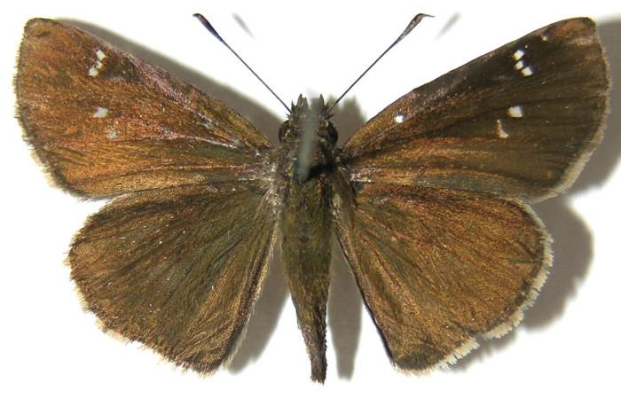 Figura 21. Adulto <i>Cymaenes lumina</i> (Hesperiidae): café con puntos blancos en las alas superiores, abdomen color café, posición dorsal mide 29 mm aproximadamente. Voucher: 06-SRNP-33580-DHJ348500.