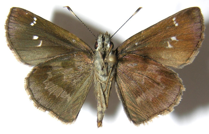 Figura 22. Adulto <i>Cymaenes lumina</i> (Hesperiidae): café con puntos blancos en las alas superiores, abdomen color café, posición ventral mide 29 mm aproximadamente. Voucher: 06-SRNP-33580-DHJ348501.