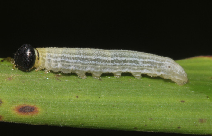 Figura 3. Larva <i>Cymaenes lumina</i> (Hesperiidae), color verde con rayas, en los laterales, dorso puntos color crema, posición lateral, mide 11 mm aproximadamente. Planta hospedera <i>Ischaemum timorense</i>, (Poaceae). Voucher: 17-SRNP-40017-DHJ724915.jpg.