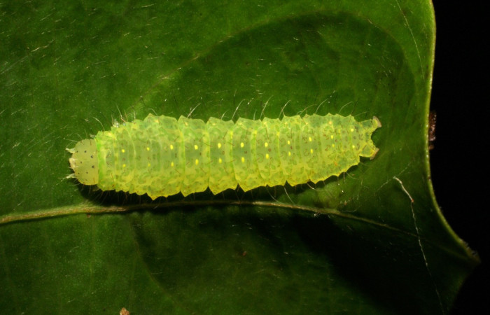 Figura 4. Larvas <i>Rhabotina</i> Poole01 (Nolidae), penúltimo estadío (PU) vista dorsal, localidad Bosque Aguirre Sector Del Oro ACG (620m). Voucher: 06-SRNP-22115-DHJ424779.jpg.