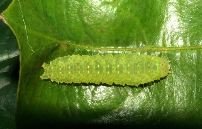 Figura 5. Larvas <i>Rhabotina</i> Poole01 (Nolidae), penúltimo estadío (PU) vista dorsal, localidad Bosque Aguirre Sector Del Oro ACG (620m). Voucher: 06-SRNP-22115-DHJ424782jpg.