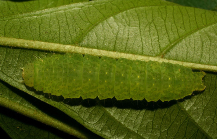 Figura 7. Larva <i>Rhabotina</i> Poole01 (Nolidae), último estadío (U) vista dorsal, localidad Corrales Negros Sector, Santa Cecilia. Voucher: 10-SRNP-30357-DHJ467394.jpg.