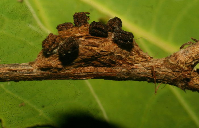 Figura 8. Capullo de <i>Rhabotina</i> Poole01 (Nolidae) vista dorsal, localidad Corrales Negros Sector, Santa Cecilia. Voucher: 10-SRNP-30357-DHJ467401.jpg.