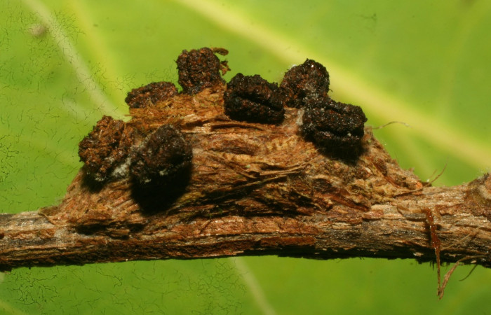 Figura 9. Capullo de <i>Rhabotina</i> Poole01 (Nolidae) vista dorsal, localidad Corrales Negros Sector, Santa Cecilia. Voucher: 10-SRNP-30357-DHJ467403.jpg.