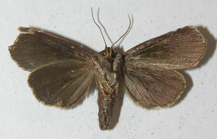 Figura 11. Adulto de <i>Rhabotina</i> Poole01 (Nolidae), macho vista ventral, localidad Corrales Negros Sector, Santa Cecilia. Voucher: 10-SRNP-30357-DHJ539625.jpg.