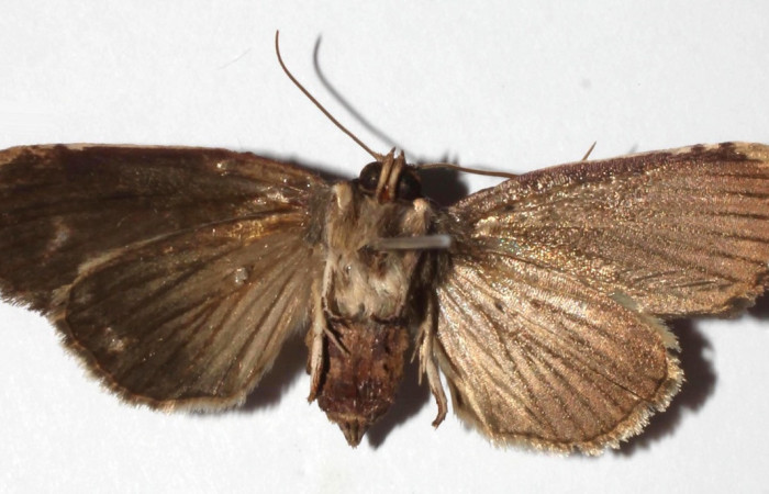 Figura 12. Adulto de <i>Rhabotina</i> Poole01 (Nolidae), hembra vista ventral, localidad Bosque Aguirre Sector Del Oro ACG (620m). Voucher: 06-SRNP-22115-DHJ364903.jpg.