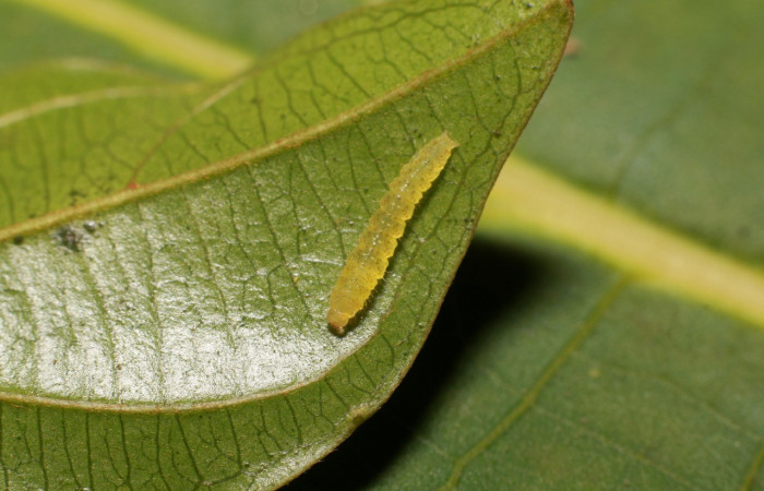 Figura 3. Larvitas <i>Rhabotina</i> Poole01 (Nolidae), primer estadío (I) vista dorsal, localidad Selva Sector Rincon Rain Forest ACG (410m). Voucher: 20-SRNP-80982-DHJ755488.jpg.