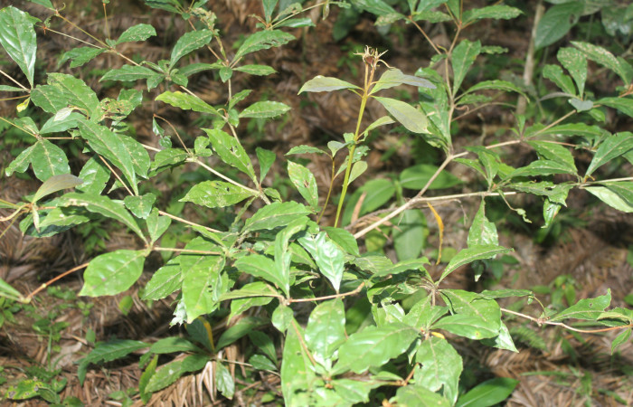 Figura 13. Planta hospedera de Rhabotina Poole01 (Nolidae), esta planta se llama Terminalia amazonia (Combretaceae), localidad Molina Estación biológica Quica Sector Pitilla ACG (465m) foto: Ricardo Calero 23 Marzo 2024.