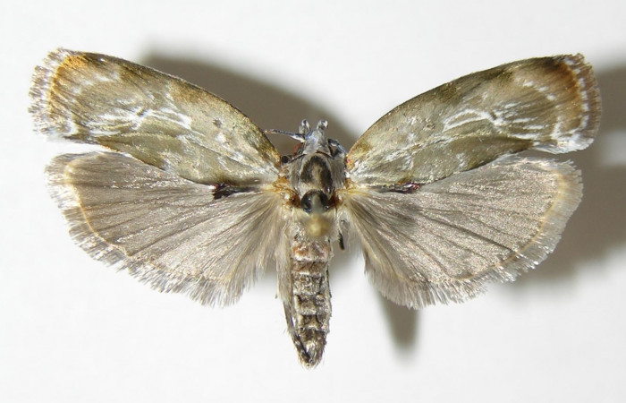 Fig 6. Adulto <i>Antaeotricha fascicularis</i> Depressariidae, vista dorsal, (Hembra).   Voucher  04-SRNP-25658-DHJ340392.