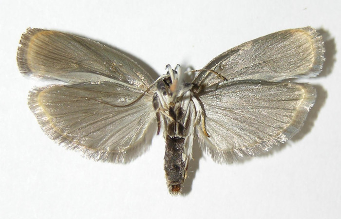 Fig 7. Adulto <i>Antaeotricha fascicularis</i> Depressariidae, vista ventral, (Hembra.)  Voucher 04-SRNP-25658-DHJ340393.