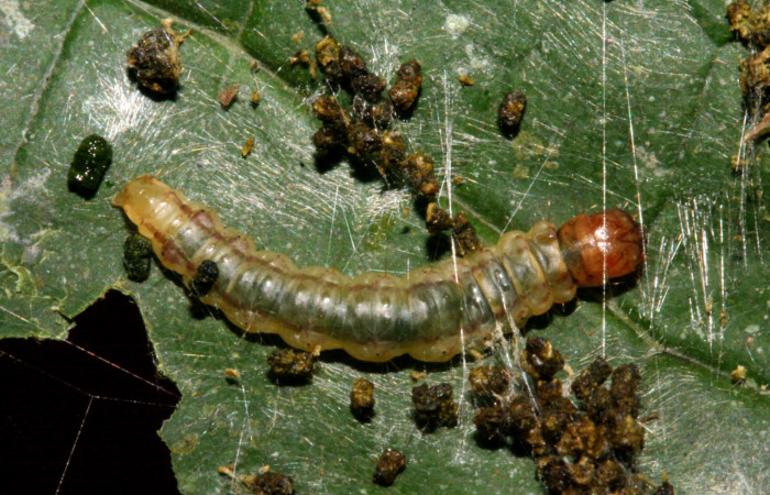 Fig 3. <i>Antaeotricha fascicularis</i> Depressariidae, vista dorsal, último estadio. Tajo Angeles, Sector San Cristobal. Voucher 09-SRNP-5486-DHJ464139.jpg