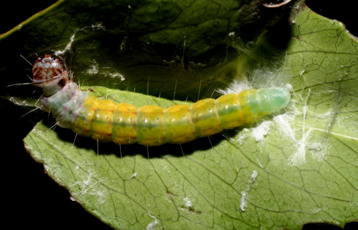  Fig 4. <i>Antaeotricha fascicularis</i> Depressariidae, vista dorsal, último estadio. Voucher 10-SRNP-57274-DHJ480740.jpg.