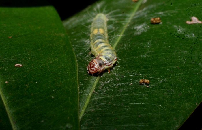 Fig 2.  Larva <i>Antaeotricha fascicularis</i> Depressariidae, vista cabeza, último estadio. Portón Rivas; Sector Mundo Nuevo. Voucher 11-SRNP-57379-DHJ491935.jpg