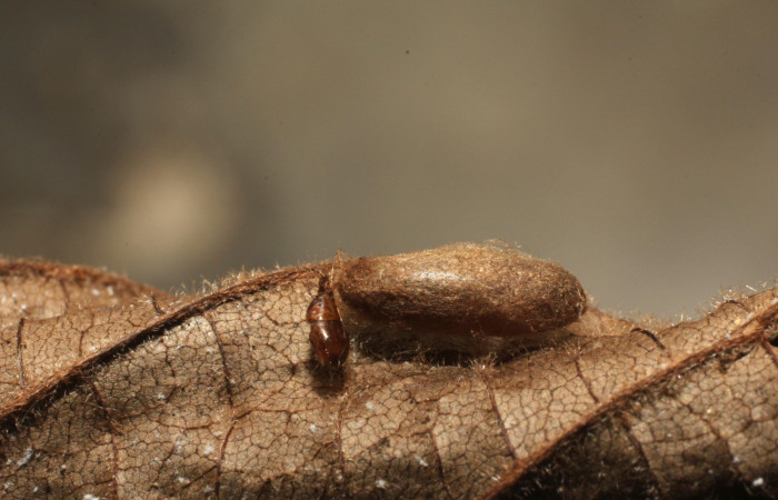 Fig 13. Capullo de familia Braconidae subfamilia Macrocentrinae, parásito de larva  <i>Antaeotricha fascicularis</i> Depressariidae.   Voucher 12-SRNP-3451-DHJ801114.jpg