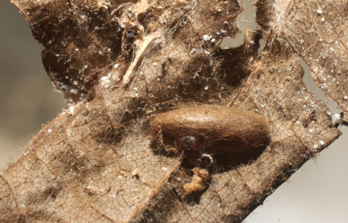 Fig 12.Capullo de la familia Braconidae subfamilia Macrocentrinae , parásito de larva  <i>Antaeotricha fascicularis</i> Depressariidae,  Voucher 12-SRNP-3463-DHJ801116.jpg