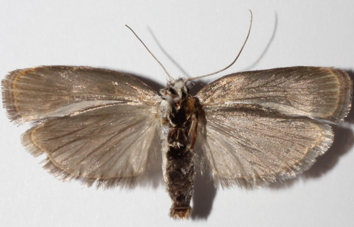 Fig 11. Adulto <i>Antaeotricha fascicularis</i> Depressariidae, vista ventral. Voucher 12-SRNP-40404-DHJ592793.