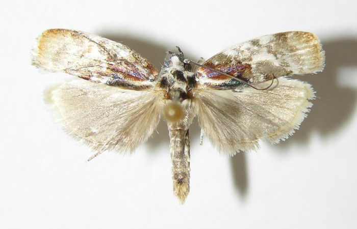 Fig 8. Adulto <i>Antaeotricha fascicularis</i> Depressariidae, vista dorsal, (Macho).   Voucher 95-SRNP-7695-DHJ340396.
