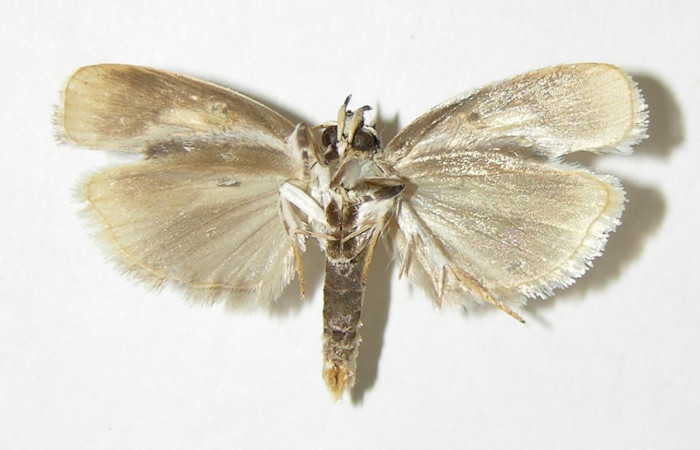Fig 9. Adulto <i>Antaeotricha fascicularis</i> Depressariidae, vista ventral, (Macho).   Voucher 95-SRNP-7695-DHJ340397