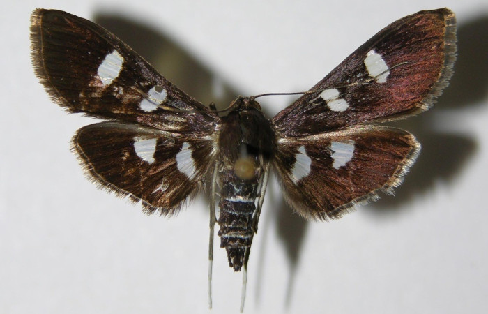 Fig. 16. Vista dorsal de adulto hembra de <i>Desmia octomaculalis</i>. Voucher: 00-SRNP-1332-DHJ336332.